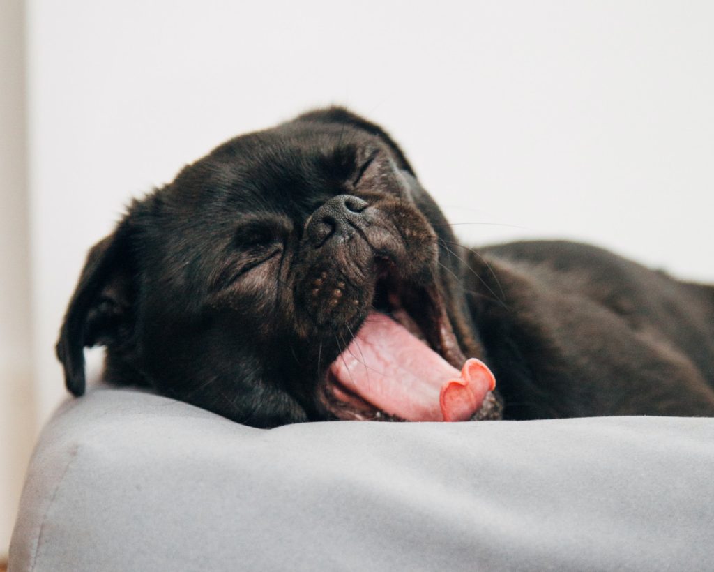 Puppy lies and yawns